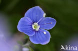 Gewone ereprijs (Veronica chamaedrys)