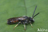 Gewone geurgroefbij (Lasioglossum calceatum)