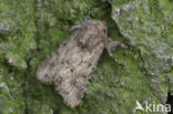 Flounced Rustic (Luperina testacea)