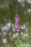 Purple Loosestrife (Lythrum salicaria)