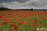 Gewone klaproos (Papaver rhoeas)