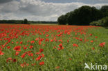 Gewone klaproos (Papaver rhoeas)