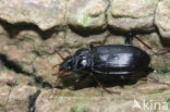 Gewone Kortnek (Nebria brevicollis)