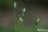 Gewone vogelmelk (Ornithogalum umbellatum)