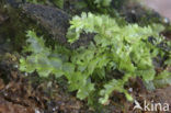 Gewoon kantmos (Lophocolea bidentata)