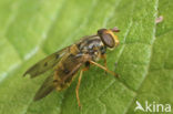 Hoverfly (Ferdinandea cuprea)