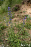 Gewoon Slangenkruid (Echium vulgare)