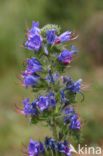 Gewoon Slangenkruid (Echium vulgare)