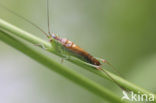 Short-winged Cone-head (Conocephalus dorsalis)