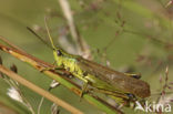 Gouden sprinkhaan (Chrysochraon dispar) 