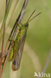 Large Gold Grasshopper (Chrysochraon dispar)