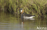 Red-necked Phalarope (Phalaropus lobatus)