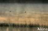 Grey Lag-Goose (Anser anser)