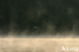 Grey Lag-Goose (Anser anser)