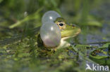 green frog (Rana esculenta 