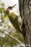 Eurasian Green Woodpecker (Picus viridis)