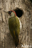 Groene Specht (Picus viridis) 