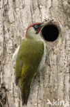 Eurasian Green Woodpecker (Picus viridis)