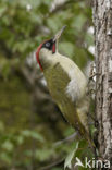 Eurasian Green Woodpecker (Picus viridis)