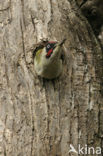 Eurasian Green Woodpecker (Picus viridis)