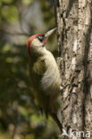 Groene Specht (Picus viridis) 