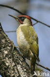 Eurasian Green Woodpecker (Picus viridis)