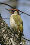 Groene Specht (Picus viridis) 