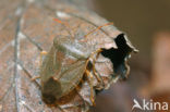 Groene stinkwants (Palomena prasina)