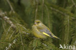 European Greenfinch (Carduelis chloris)