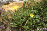 Groot zonneroosje (Helianthemum nummularium nummularium)