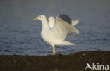 Grote Burgemeester (Larus hyperboreus)