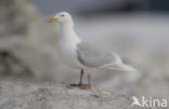 Grote Burgemeester (Larus hyperboreus)