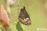 Large Ringlet (Erebia euryale)