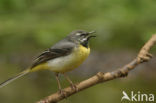 Grote Gele Kwikstaart (Motacilla cinerea)