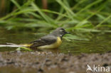 Grote Gele Kwikstaart (Motacilla cinerea)