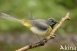 Grey Wagtail (Motacilla cinerea)