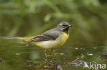 Grote Gele Kwikstaart (Motacilla cinerea)