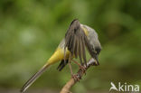 Grote Gele Kwikstaart (Motacilla cinerea)