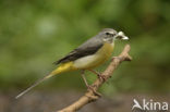 Grote Gele Kwikstaart (Motacilla cinerea)