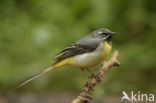 Grote Gele Kwikstaart (Motacilla cinerea)