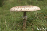 Grote parasolzwam (Macrolepiota procera)