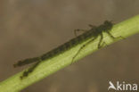 Red-eyed Damselfly (Erythromma najas)