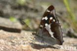 Purple Emperor (Apatura iris)