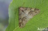 Grote wintervlinder (Erannis defoliaria)