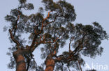 Grove den (Pinus sylvestris)