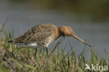 Black-tailed Godwit (Limosa limosa) 