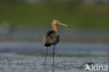 Black-tailed Godwit (Limosa limosa) 