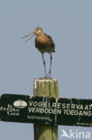 Black-tailed Godwit (Limosa limosa) 