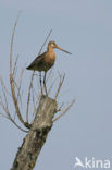 Black-tailed Godwit (Limosa limosa) 