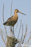 Black-tailed Godwit (Limosa limosa) 